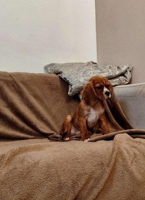 Uroczy Rodowodowy Piesek Cavalier King Charles Spaniel z Rodowodem OSPIK