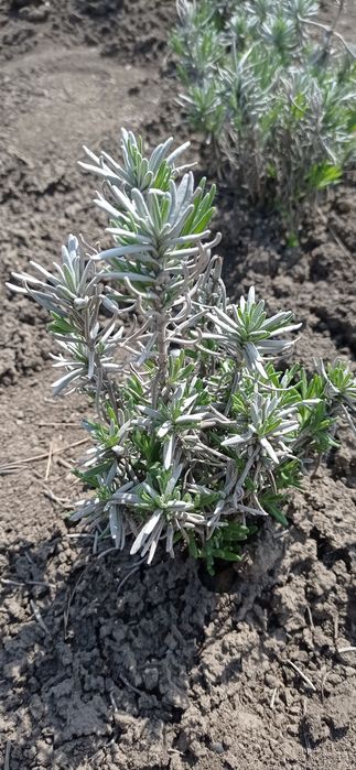 Лаванда англійська