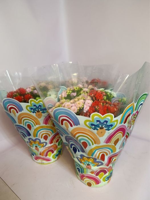 Гіпеаструм,каланхоє,діантус,ардізія,кислиця