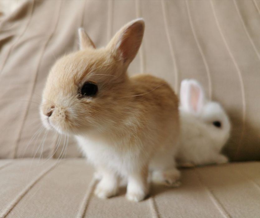 KIT Coelhos anões vacinados e desparasitados