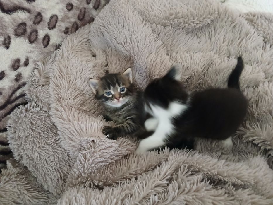 Віддам кошенят в хороші руки