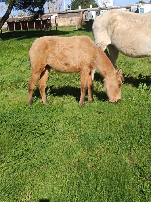 Para venda égua com poldro baio