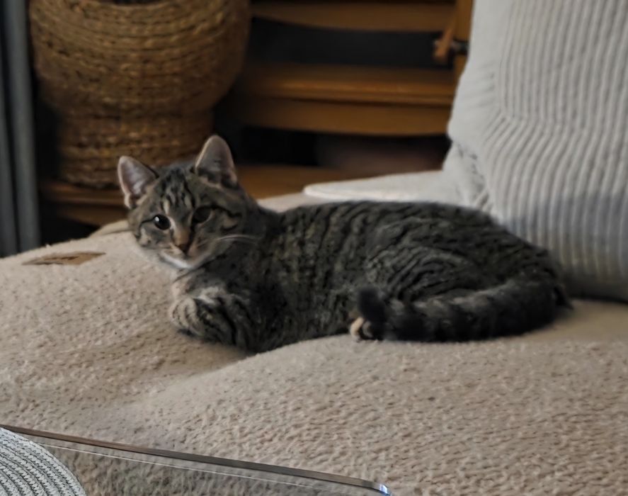 Kotka ok.5.5 miesiąca szuka kochającego domku.