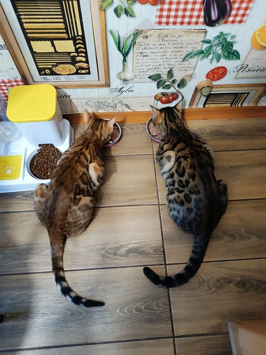 Бенгальські кошенята