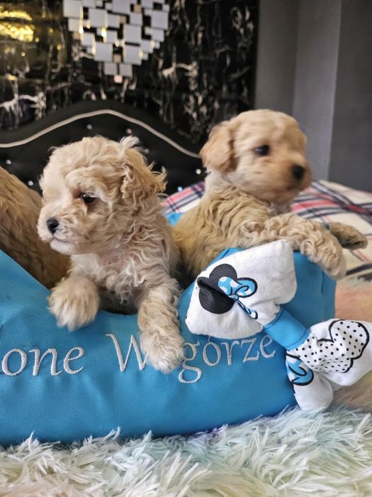Maltipoo piesek wychowany przez behawioryste
