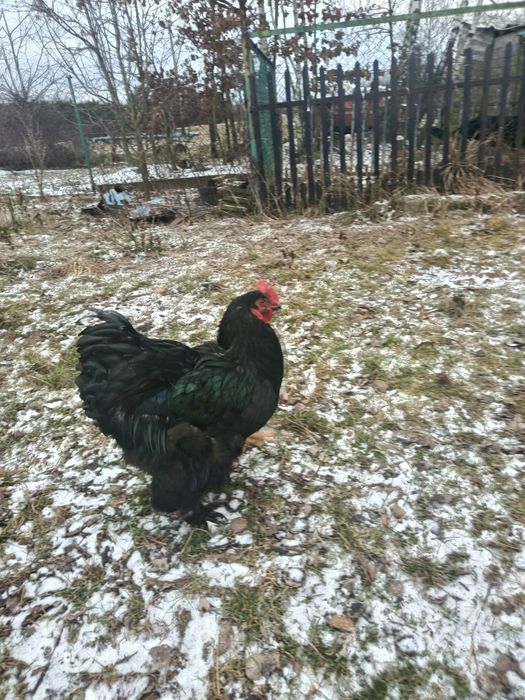 Koguty tegoroczne kochiny olbrzymie