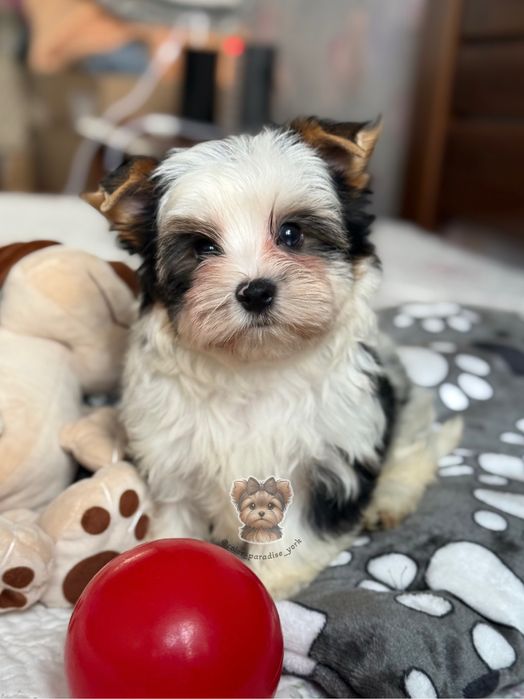 Цуценя Бівер йорк