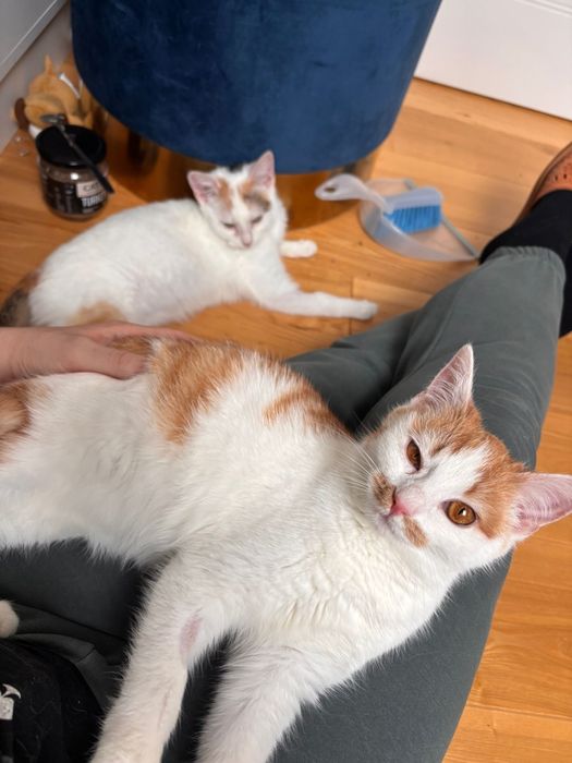 RÓŻA i LILIA - siostry do adopcji w dwupaku