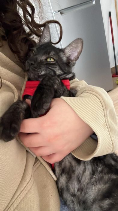 ADOÇÃO RESPONSÁVEL – MIMO & FELÍCIA