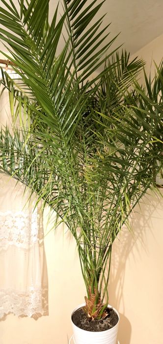 Palma daktylowca kanaryjskiego 210 cm daktylowa canary
