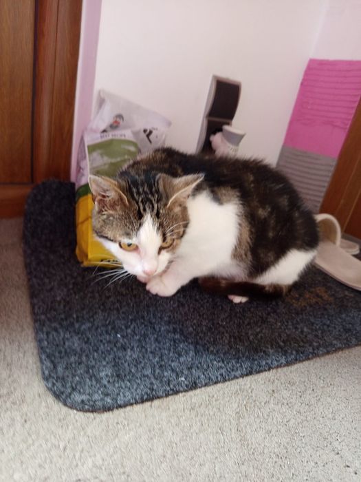 Wysterylizowana kotka szuka domu niewychodzącego