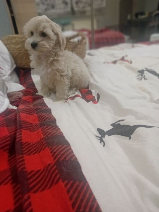 Maltipoo ,maltańczyk ,pudełek toy