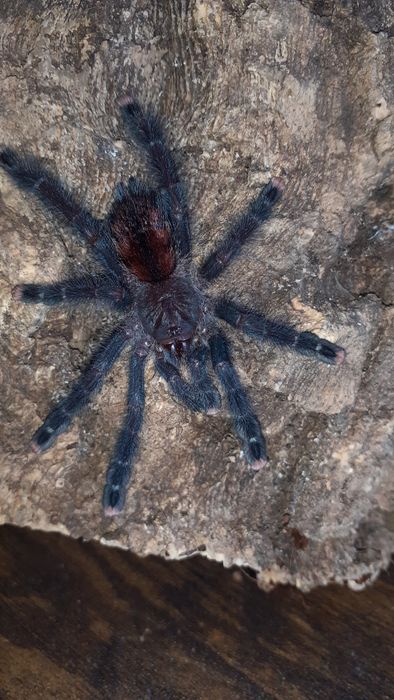 Avicularia Peru purple/ avicularia juruensis m2 peru purple smaica 2dc