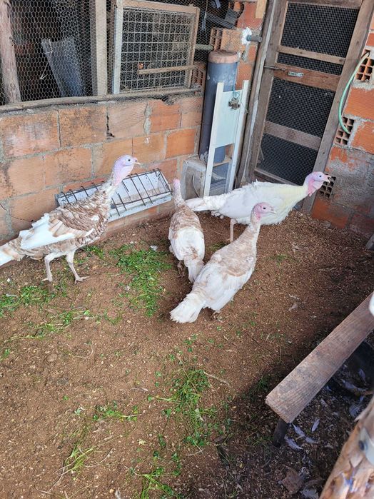 IPhone 20 nao Garantido