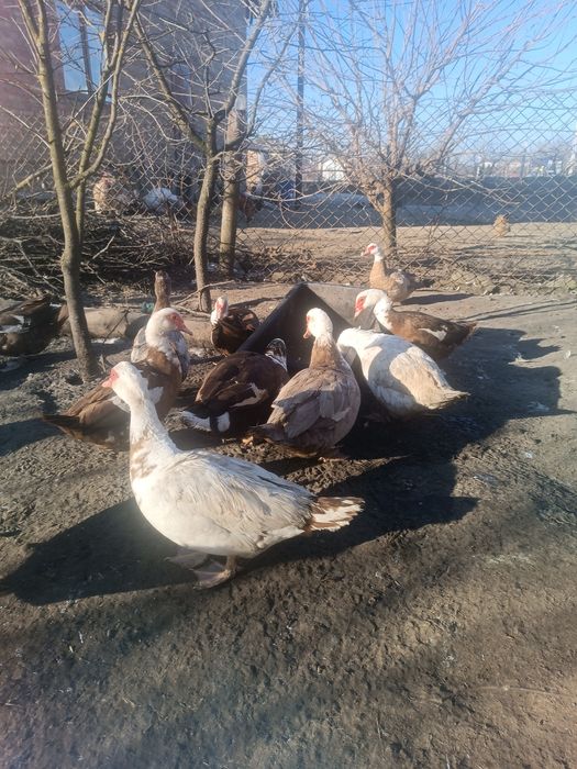 Індокачки, качки