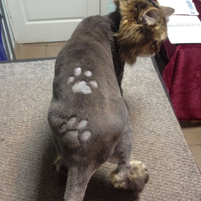 Салон стрижек для собак & котів, на старій "Дзержинці"