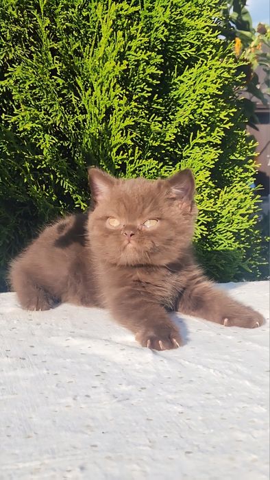 Британський котик Цинамон