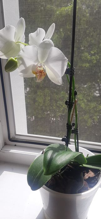 Продам белую орхидею