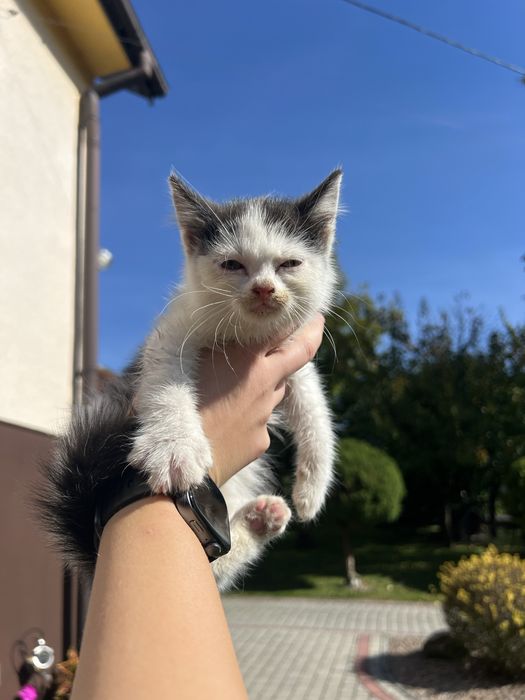Mały kotek PILNIE!