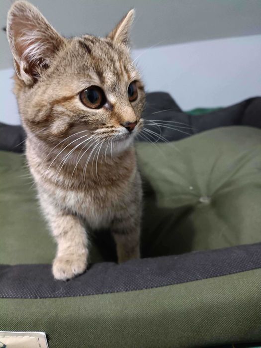 5-miesięczne kocięta do oddania.