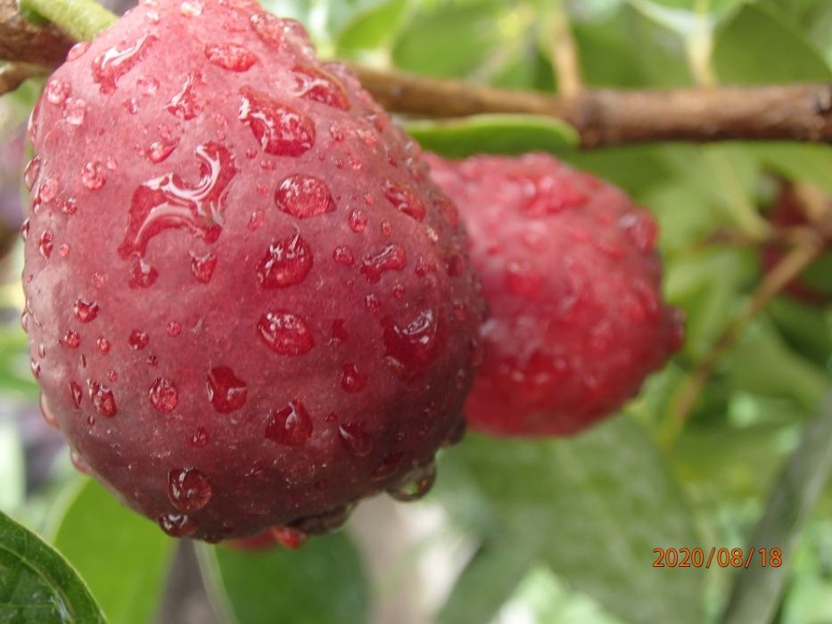 Gujawa truskawkowa-psidium catleyanum - sadzonka 50 cm