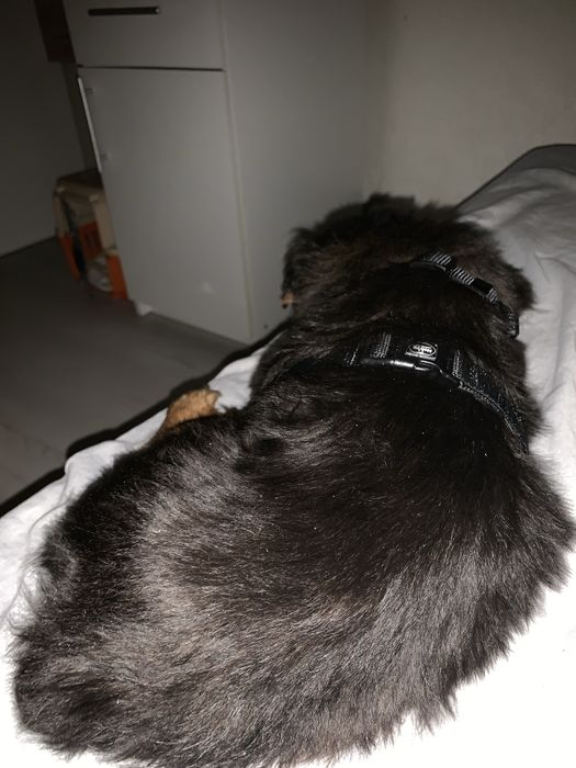 Перетримка для собак