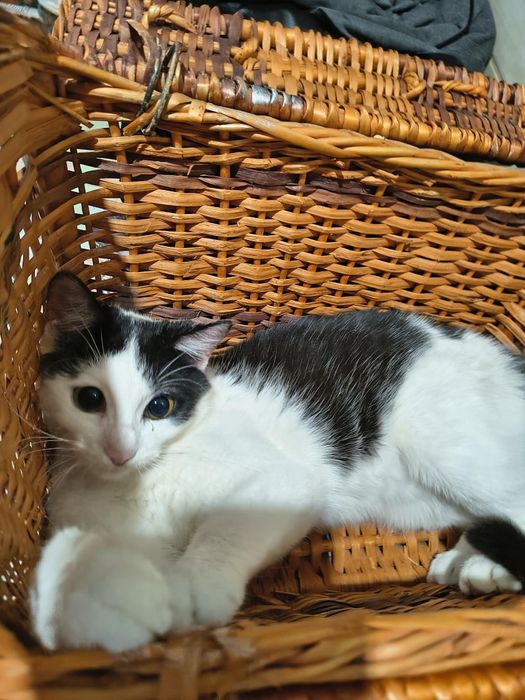 Cudowna młoda koteczka do adopcji