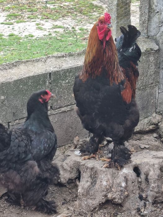 Casal Brahma Black