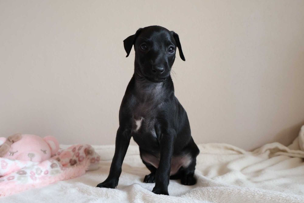 Pies Charcik Włoski ZKwP (FCI)