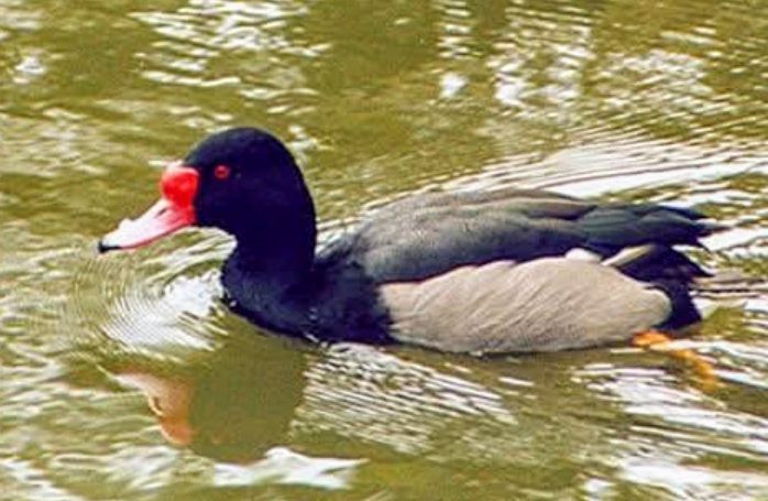 Patos ornamentais,, algumas raças  de 2025