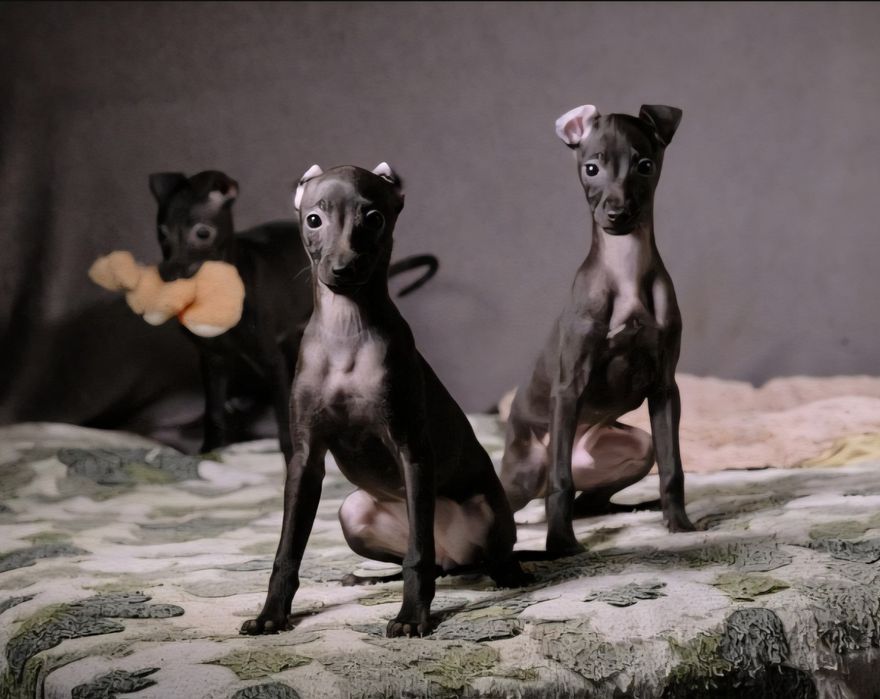 Щенки левретки,черного окраса,девочки.