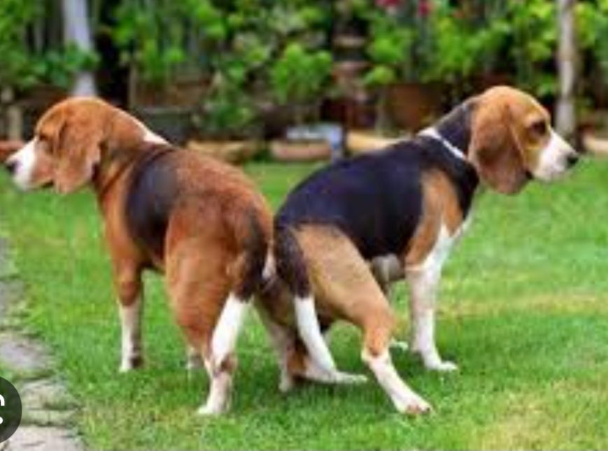 Інструктор по вязкі та штучному осіменінні собак.