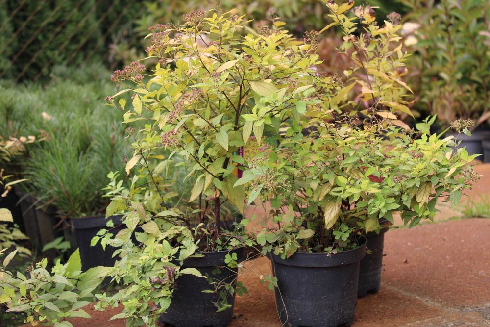 Tawuła Golden Prnicess doniczki 1,5l