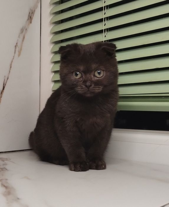 Чистокровна шотландська принцеса з ВАКЦИНАЦІЄЮ