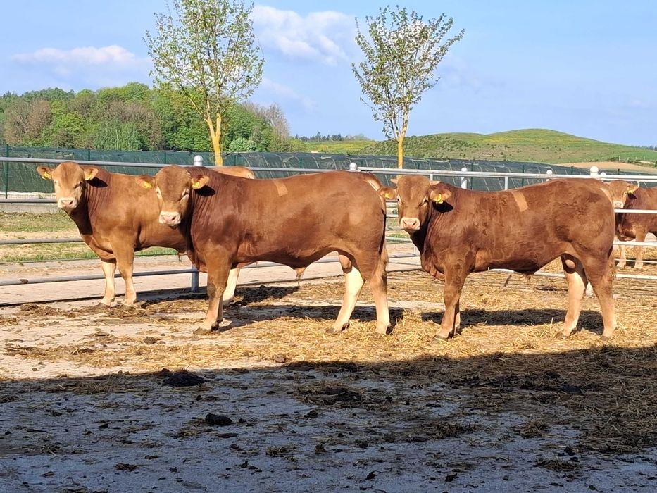 buhaje limousine 100% LM