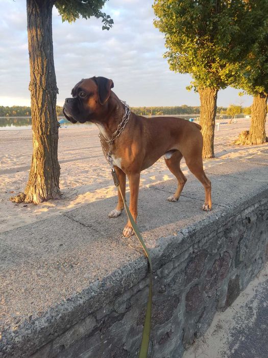 Вязка кобель боксер