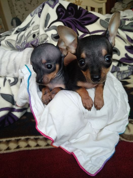 Щенки Той -терьера