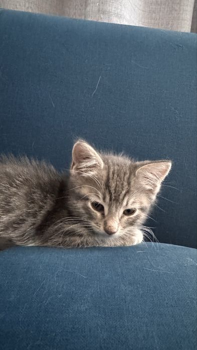 Кошенята безкоштовно