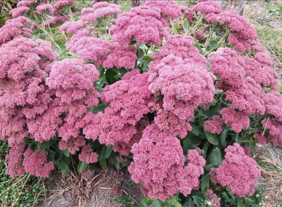 Очиток видный куст