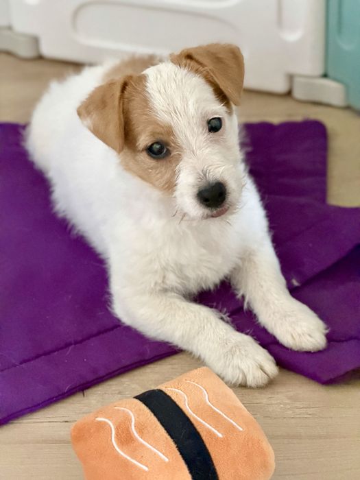 Suczka Jack Russell terrier ZKWP/FCI szorstkowlosa