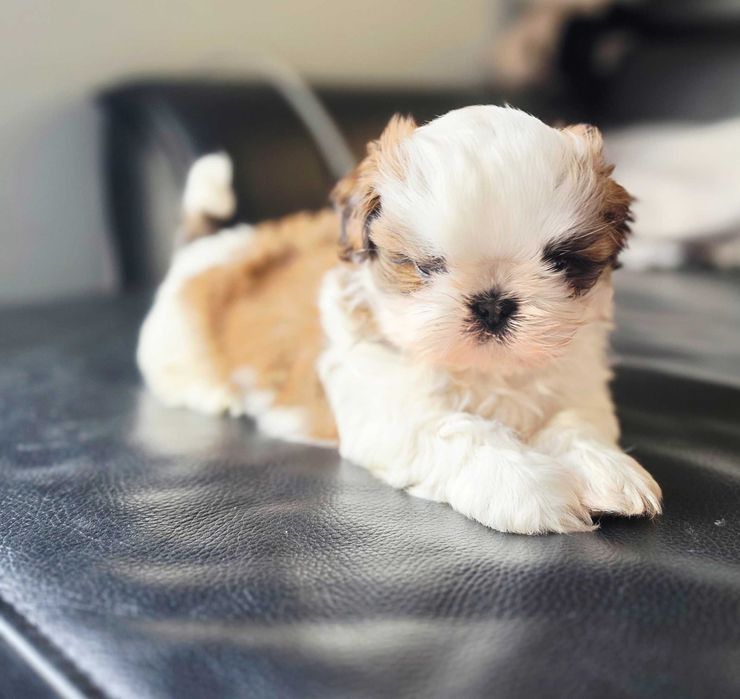 Shih-Tzu samiec Smart Kobi