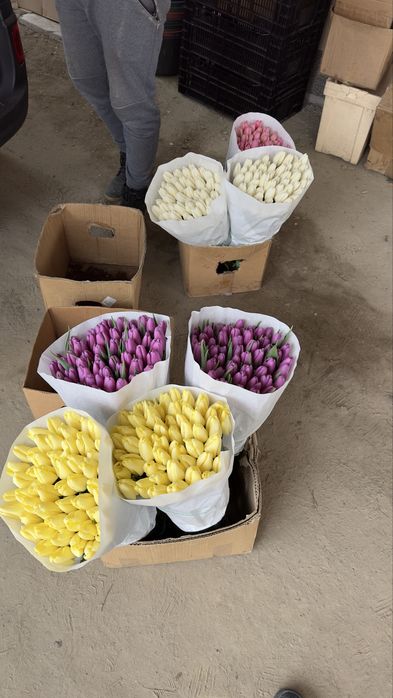 Украінський тюлпан  Бровари опт від 35 грн