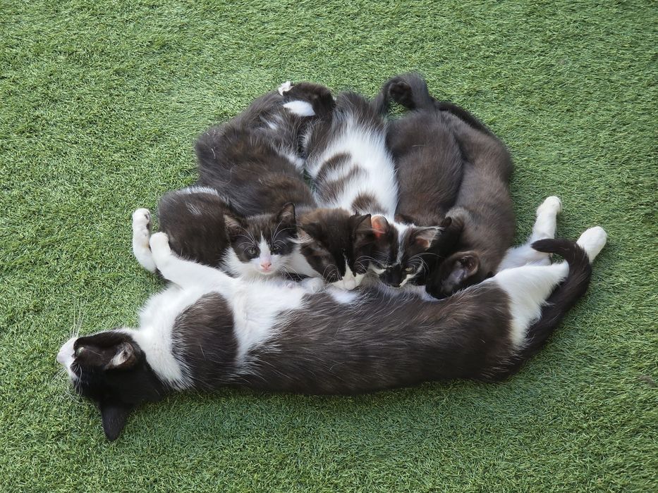 Gatinhos para adoção