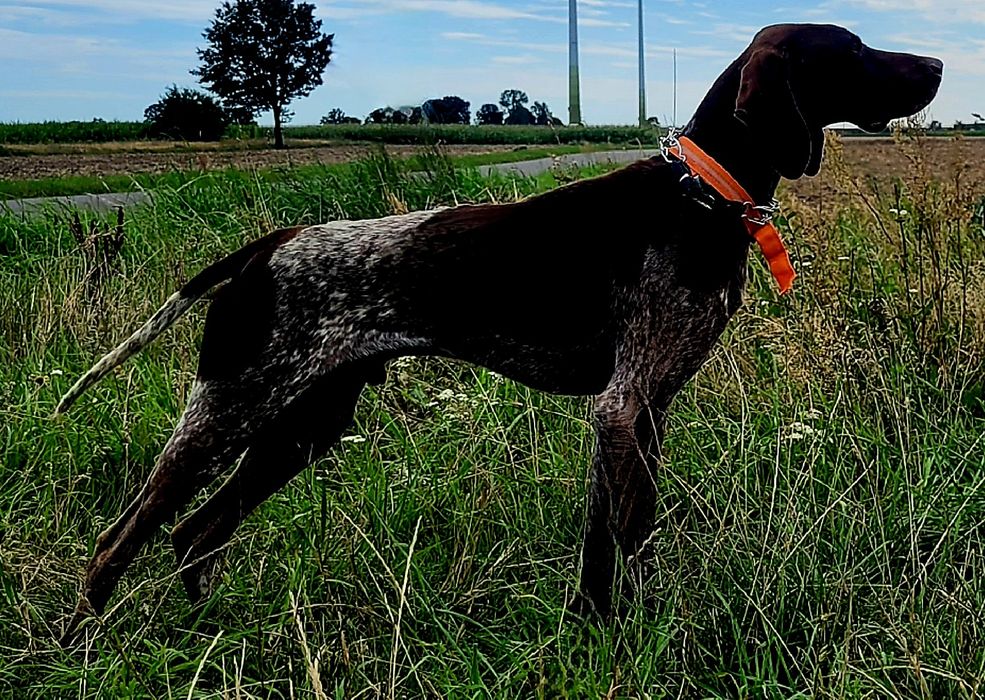 Wyżeł Niemiecki krótkowłosy