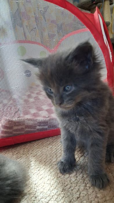 Кошенятко,  котята, Котенок,  мейнкун