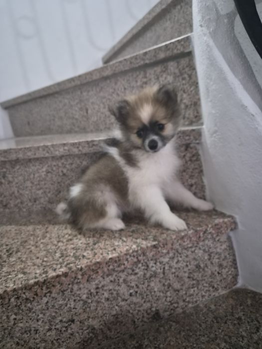 Spitz alemão macho