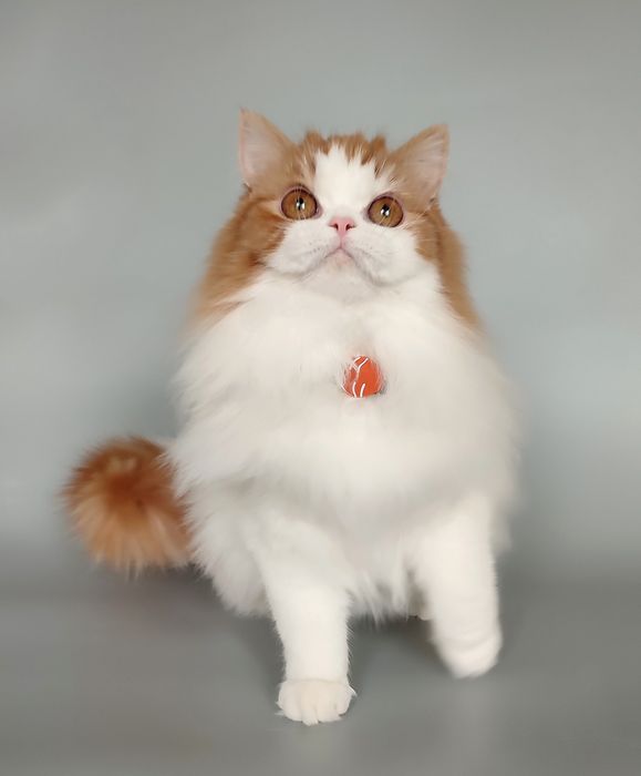 Шотландська кішечка