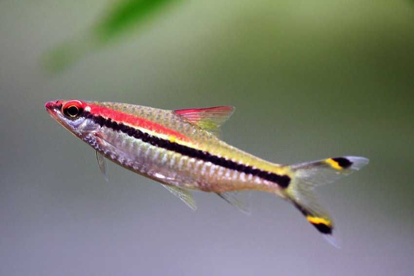 GB Brzanka Denisona - dowóz ryb!