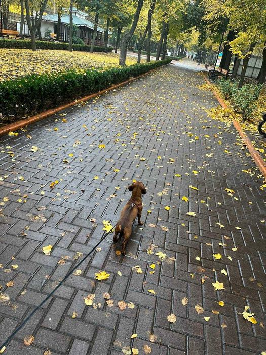 Стандартна такса