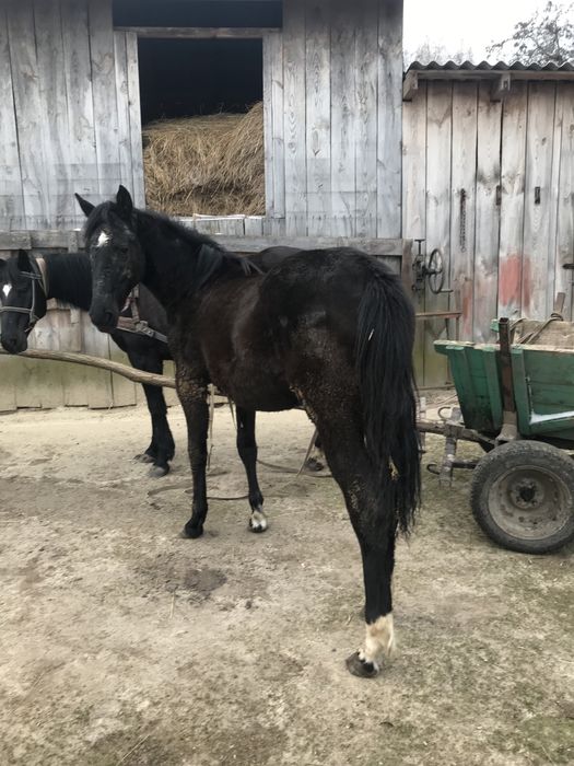 Кобила молода